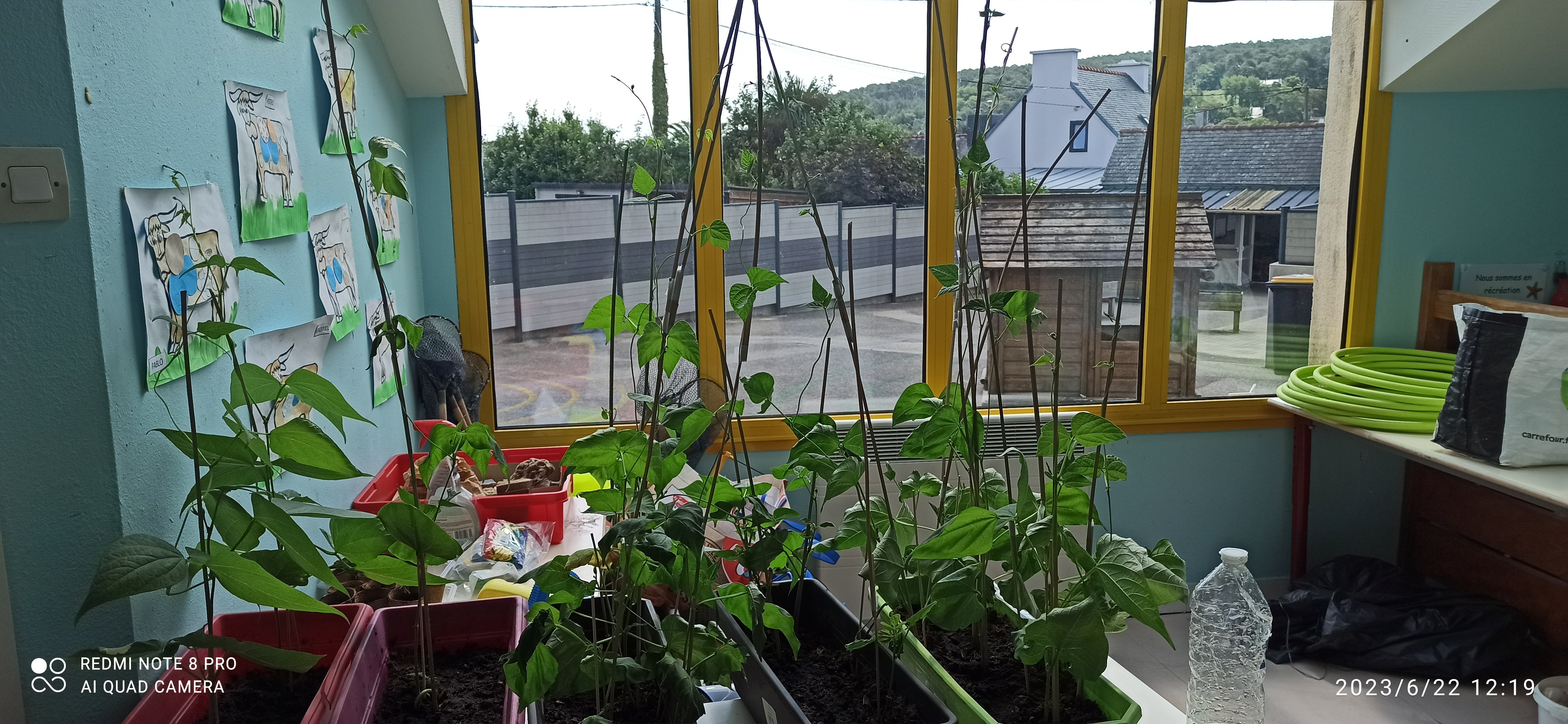 Citizen Science Experiment